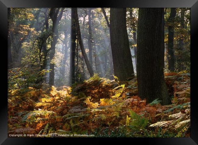 Misty woodland shafts of sunlight, Swithland Woods Framed Print by Photimageon UK