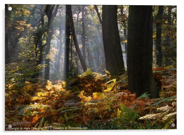Misty woodland shafts of sunlight, Swithland Woods Acrylic by Photimageon UK