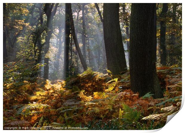 Misty woodland shafts of sunlight, Swithland Woods Print by Photimageon UK