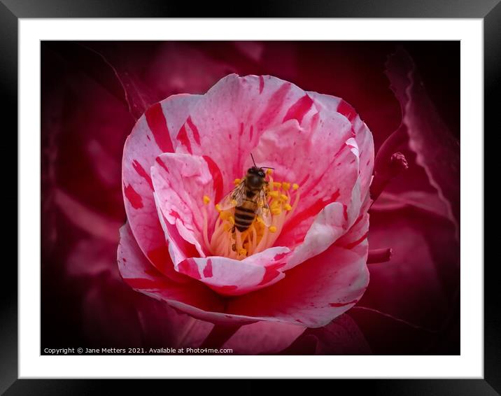 Surrounded by Petals  Framed Mounted Print by Jane Metters