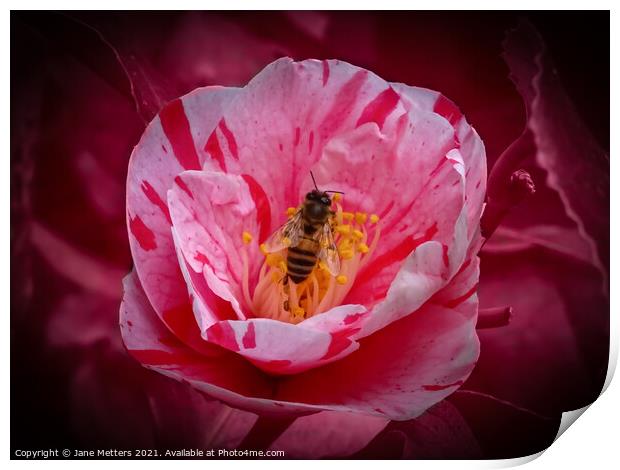 Surrounded by Petals  Print by Jane Metters