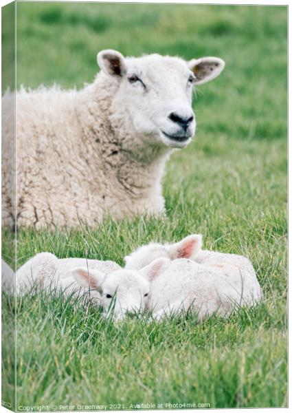 Spring Lambs Grazing In Fields In Rural Oxfordshire Canvas Print by Peter Greenway