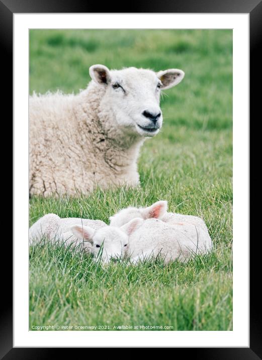 Spring Lambs Grazing In Fields In Rural Oxfordshire Framed Mounted Print by Peter Greenway