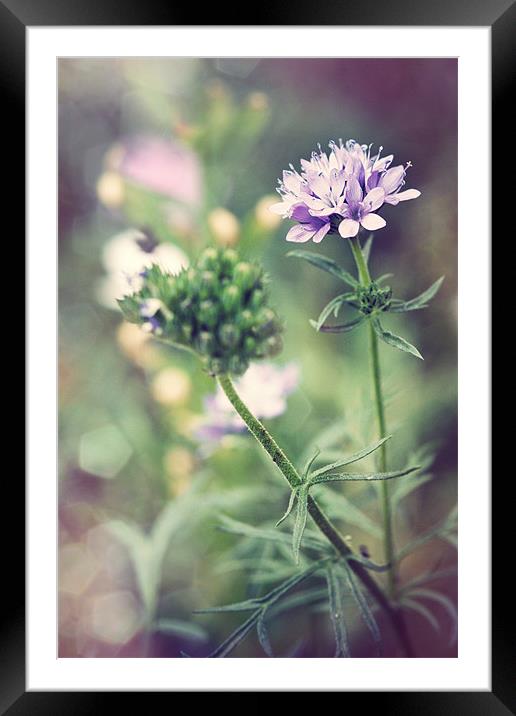 Flower Framed Mounted Print by piera catalano