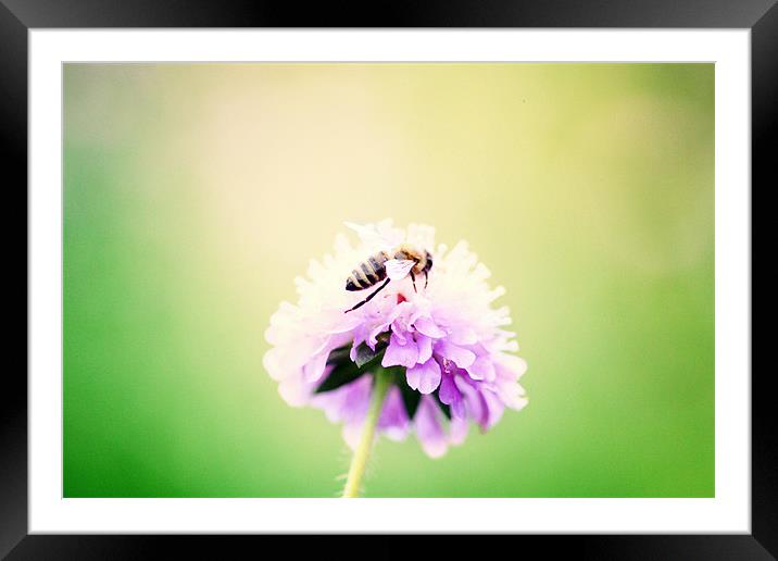 summer bee Framed Mounted Print by piera catalano