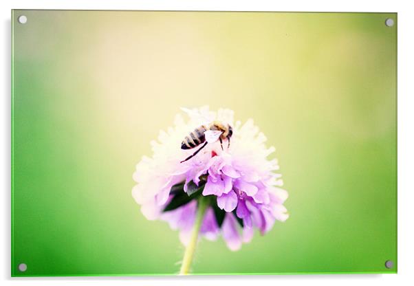 summer bee Acrylic by piera catalano