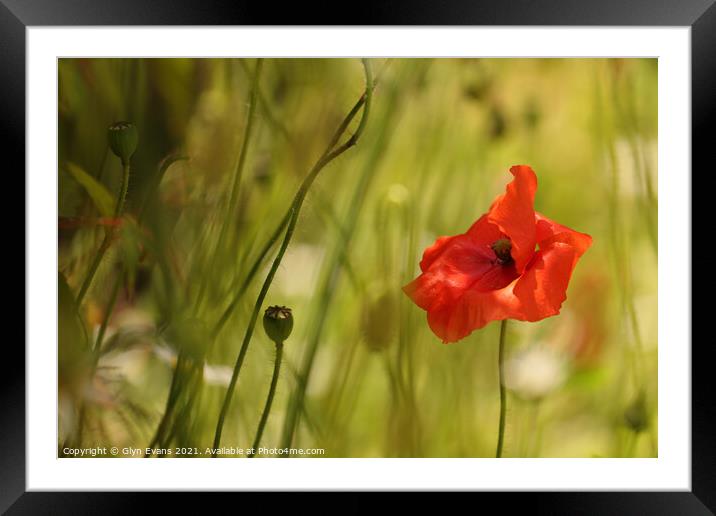 Red Poppy Framed Mounted Print by Glyn Evans