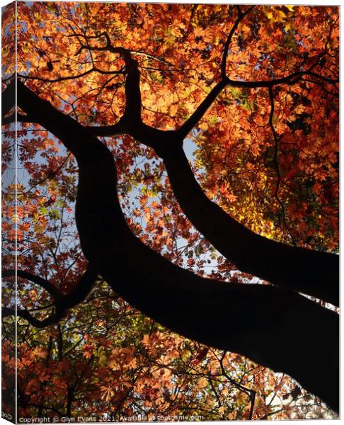 Autumn Colours Canvas Print by Glyn Evans