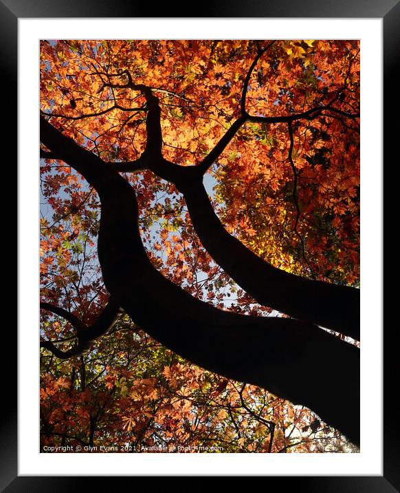 Autumn Colours Framed Mounted Print by Glyn Evans