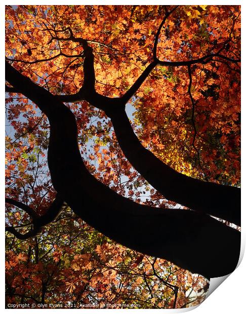 Autumn Colours Print by Glyn Evans