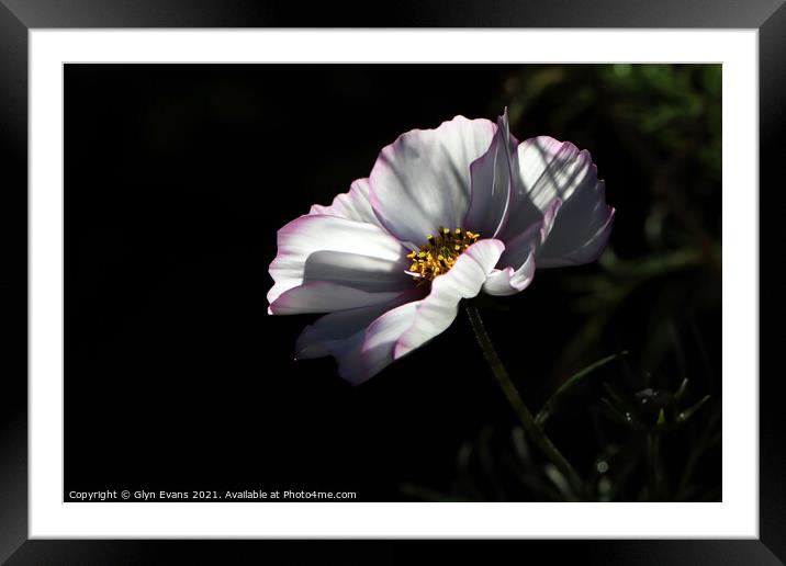 Cosmos flower in the Physic Garden Framed Mounted Print by Glyn Evans