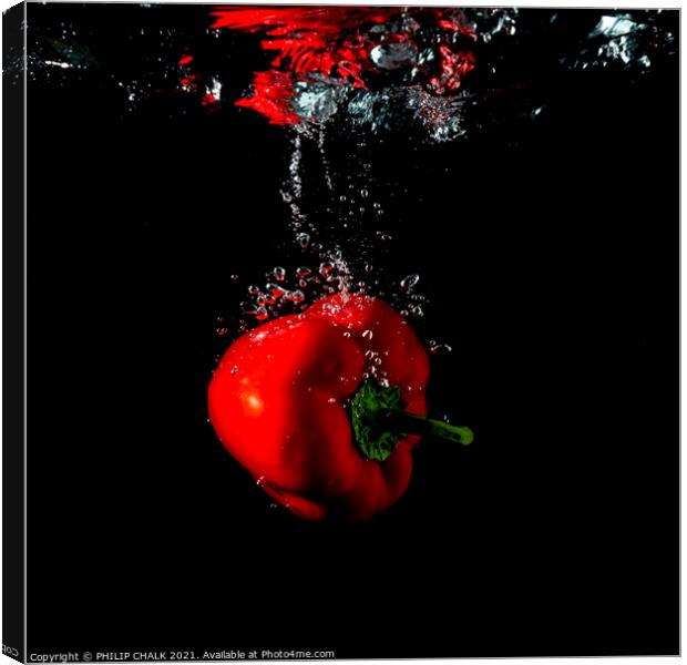 red pepper splash with black background still life 441 Canvas Print by PHILIP CHALK