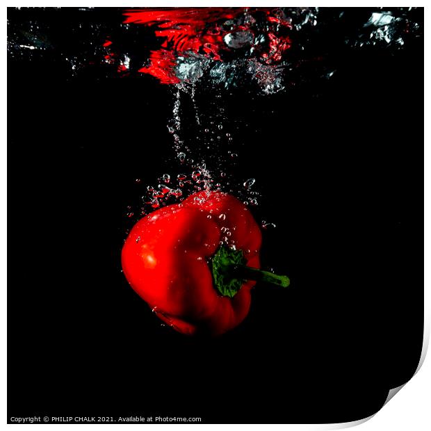 red pepper splash with black background still life 441 Print by PHILIP CHALK