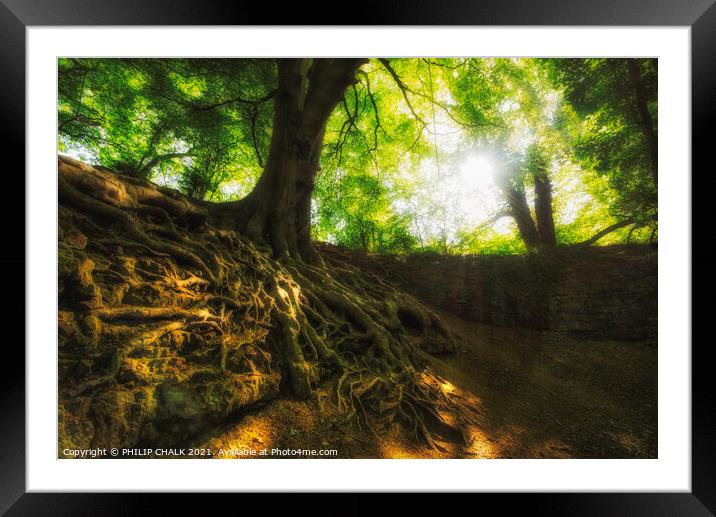 Hetchell wood sunrise through trees near Bardsey.  442  Framed Mounted Print by PHILIP CHALK