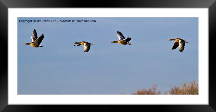 Greylag Geese in Flight Framed Mounted Print by Jim Jones