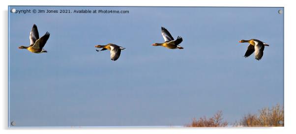 Greylag Geese in Flight Acrylic by Jim Jones