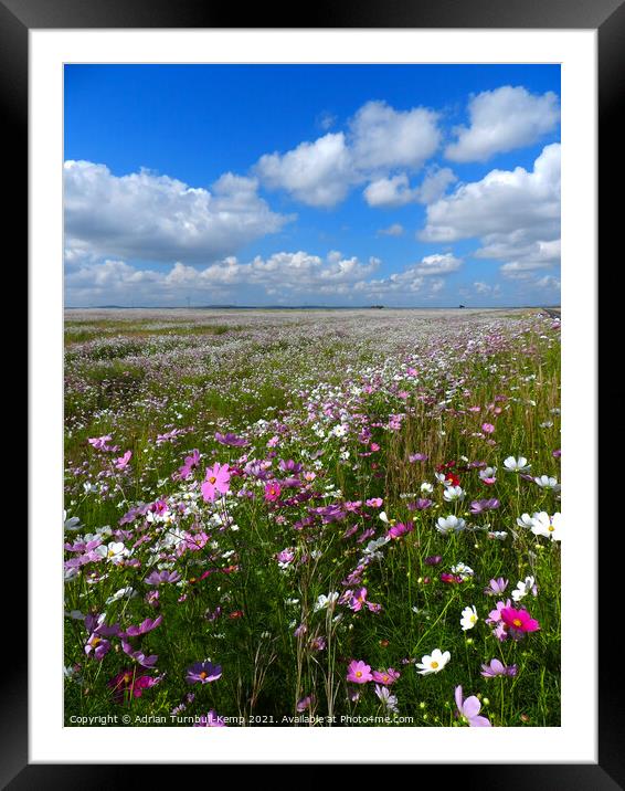 Cosmos under blue sky, North West, South Africa					 Framed Mounted Print by Adrian Turnbull-Kemp