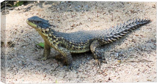 Posing sungazer lizard ( Smaug giganteus), Hartbeesport, North West, South Africa Canvas Print by Adrian Turnbull-Kemp