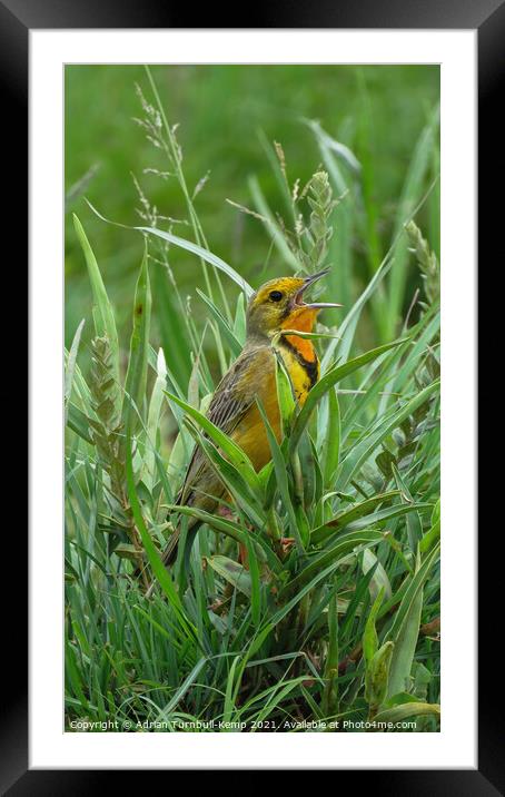 Grassland songbird, Rietvlei Nature Reserve, Gauteng, South Africa Framed Mounted Print by Adrian Turnbull-Kemp