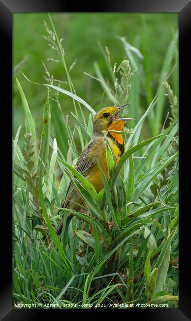 Grassland songbird, Rietvlei Nature Reserve, Gauteng, South Africa Framed Print by Adrian Turnbull-Kemp