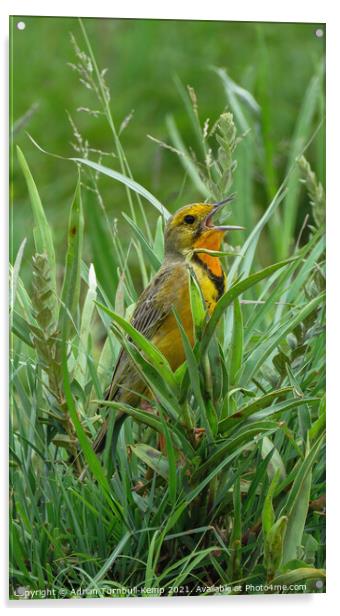 Grassland songbird, Rietvlei Nature Reserve, Gauteng, South Africa Acrylic by Adrian Turnbull-Kemp