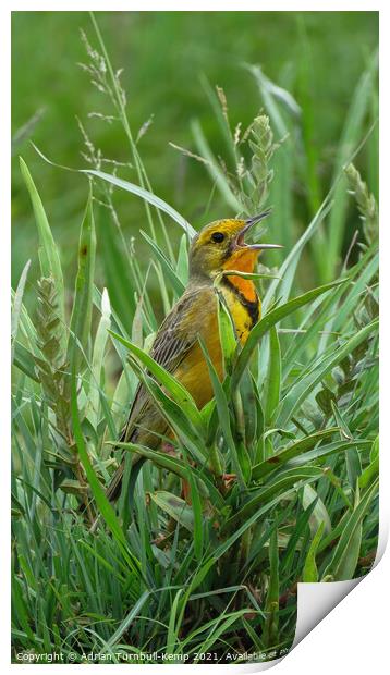 Grassland songbird, Rietvlei Nature Reserve, Gauteng, South Africa Print by Adrian Turnbull-Kemp
