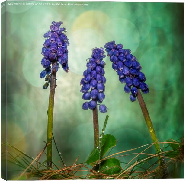 Grape hyacinth spring wildflower in the rain Canvas Print by kathy white