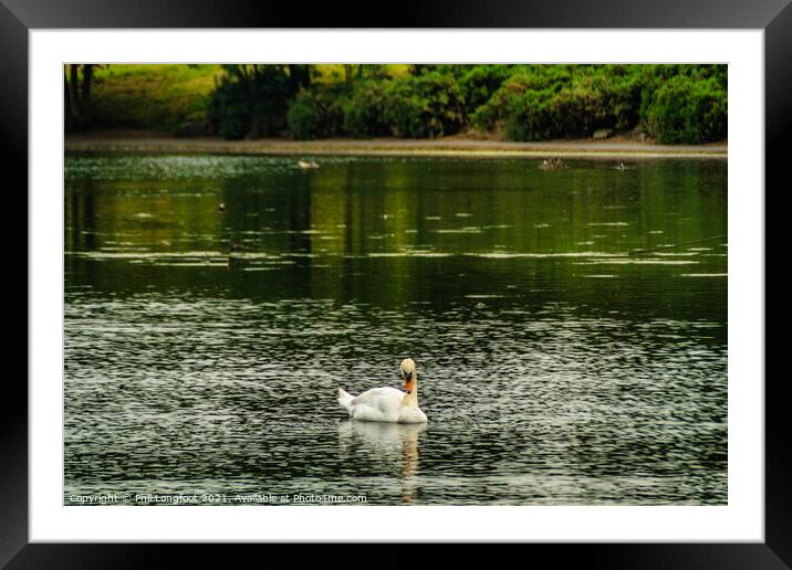 A solitary Swan  Framed Mounted Print by Phil Longfoot