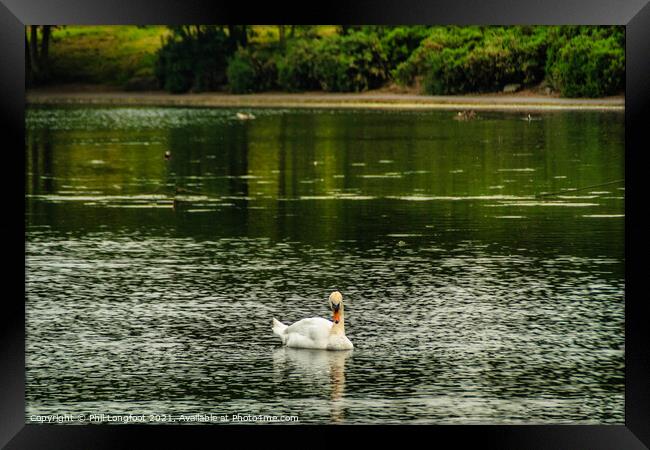 A solitary Swan  Framed Print by Phil Longfoot