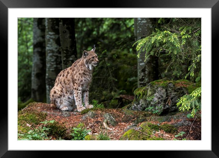 Eurasian Lynx Sitting in Forest Framed Mounted Print by Arterra 