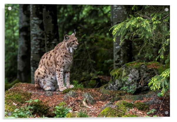 Eurasian Lynx Sitting in Forest Acrylic by Arterra 