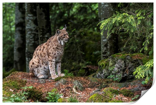 Eurasian Lynx Sitting in Forest Print by Arterra 