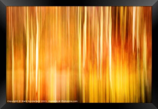 Birch Trunks and Autumn Leaves Framed Print by Mark Sunderland