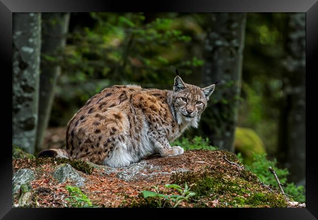 Eurasian Lynx in Forest Framed Print by Arterra 