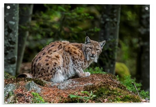 Eurasian Lynx in Forest Acrylic by Arterra 