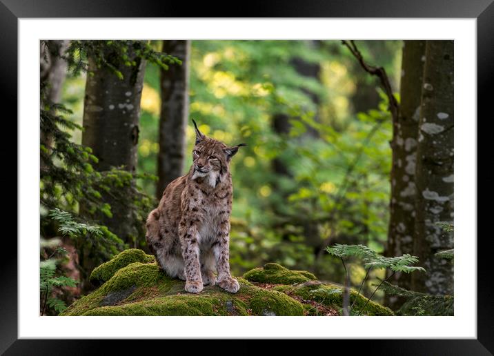 Eurasian Lynx in Woodland Framed Mounted Print by Arterra 