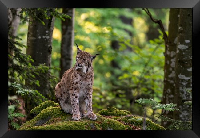 Eurasian Lynx in Woodland Framed Print by Arterra 