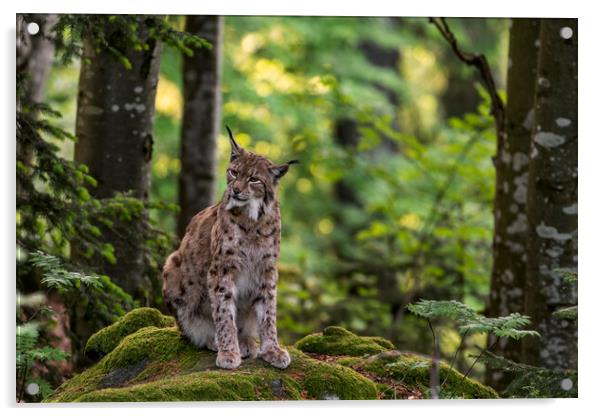 Eurasian Lynx in Woodland Acrylic by Arterra 