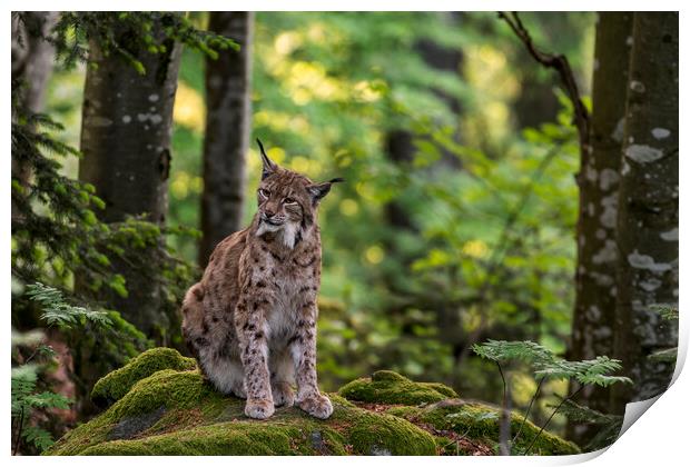 Eurasian Lynx in Woodland Print by Arterra 