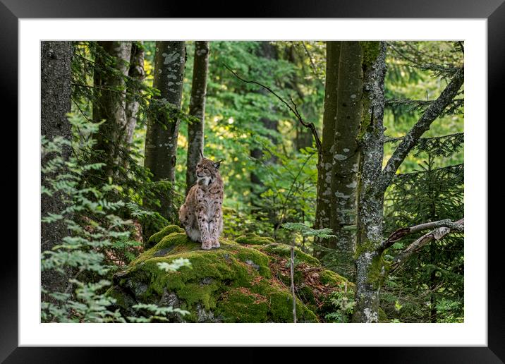 Eurasian Lynx on Rock in Wood Framed Mounted Print by Arterra 