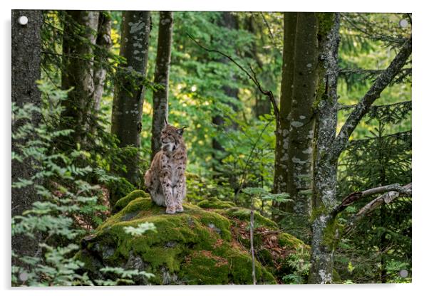Eurasian Lynx on Rock in Wood Acrylic by Arterra 