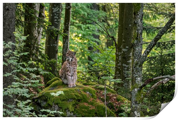 Eurasian Lynx on Rock in Wood Print by Arterra 