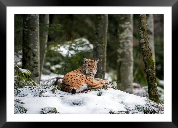 Eurasian Lynx Resting in the Snow in Winter Framed Mounted Print by Arterra 