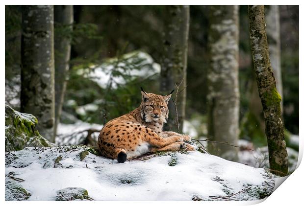 Eurasian Lynx Resting in the Snow in Winter Print by Arterra 