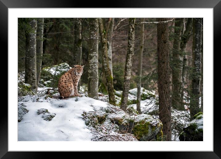 Eurasian Lynx in Forest in Winter Framed Mounted Print by Arterra 
