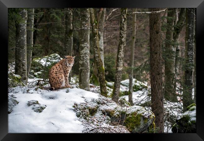 Eurasian Lynx in Forest in Winter Framed Print by Arterra 