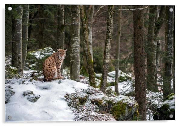 Eurasian Lynx in Forest in Winter Acrylic by Arterra 