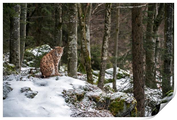 Eurasian Lynx in Forest in Winter Print by Arterra 