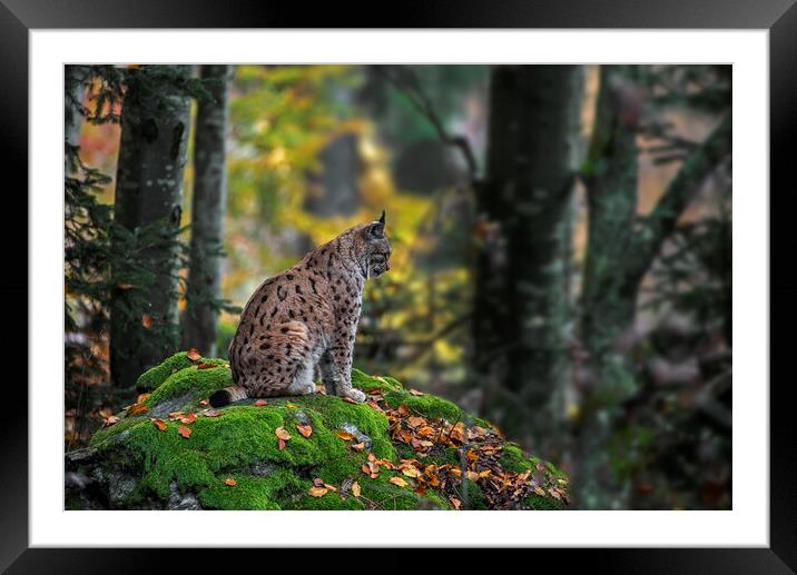 Eurasian Lynx in Autumn Forest Framed Mounted Print by Arterra 