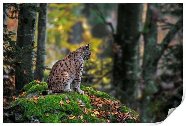 Eurasian Lynx in Autumn Forest Print by Arterra 